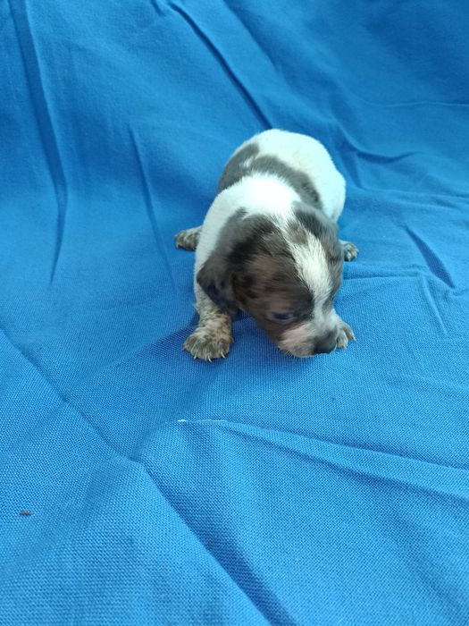 Teckel mini arlechin merle tekel mini