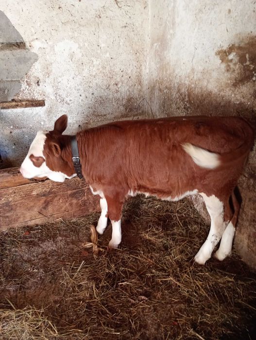 Vițea BR de vânzare