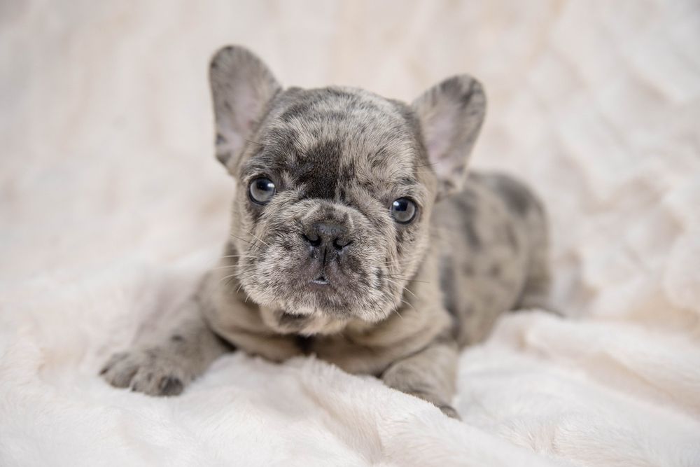bulldog francez blue merle