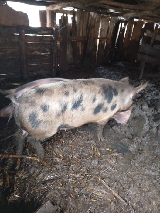 Baloți de lucernă rotunzi de vînzare