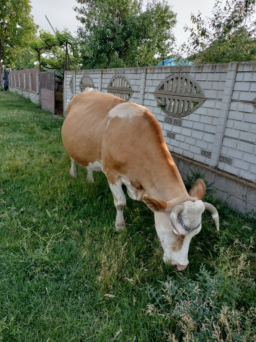 Vând vacă bălțată