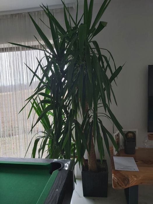 Plante ornamentale naturale.