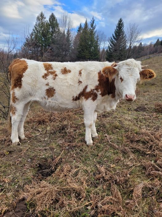 Vând Junică bălțată