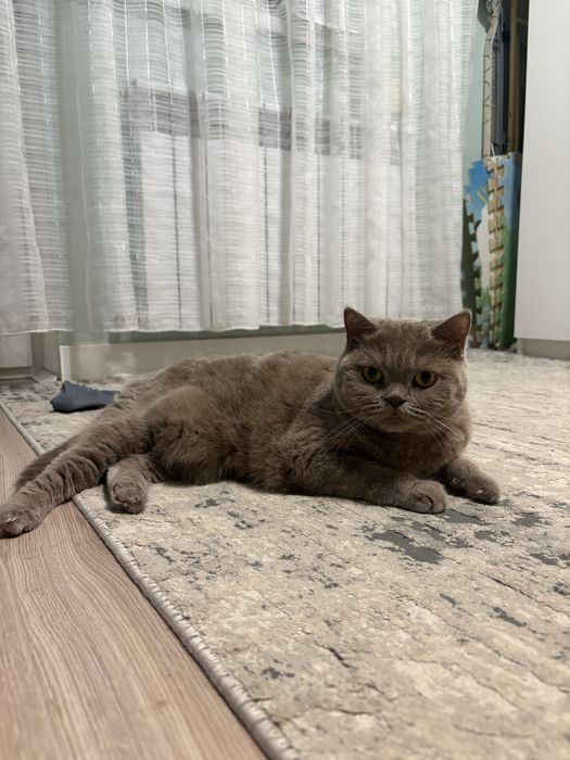 Отдам кошку в добрые руки