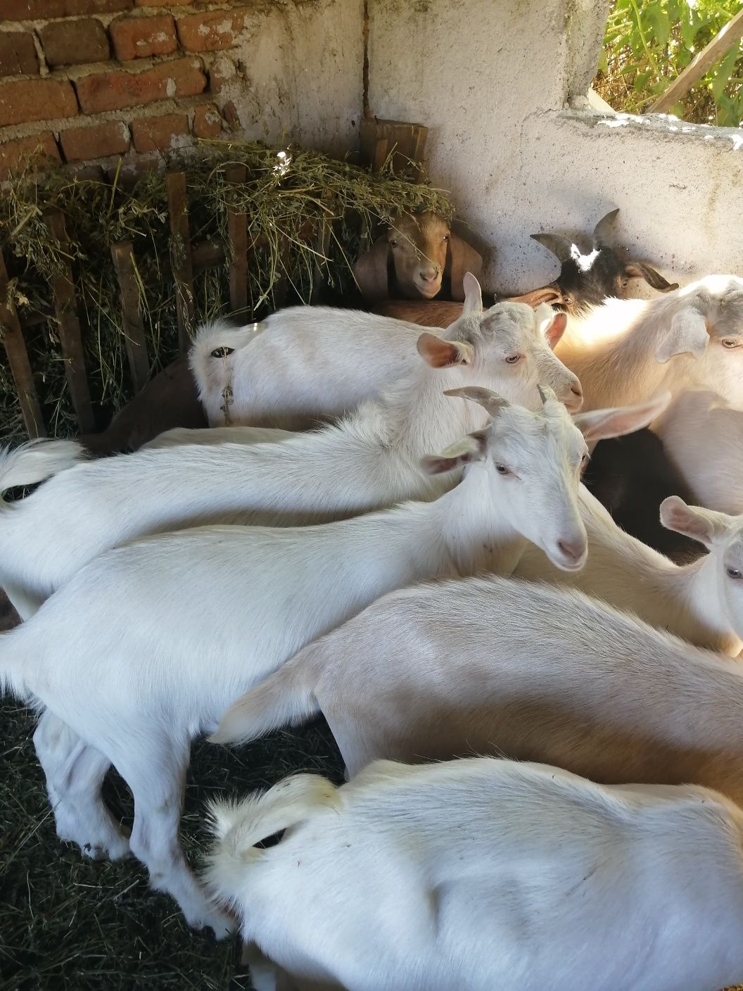 Продавам ярета и кози