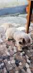 Donez cățelușa bichon