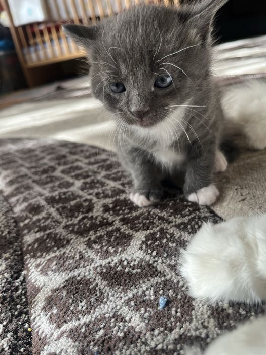 Pisica British Shorthair