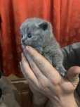 Pui British shorthair blue