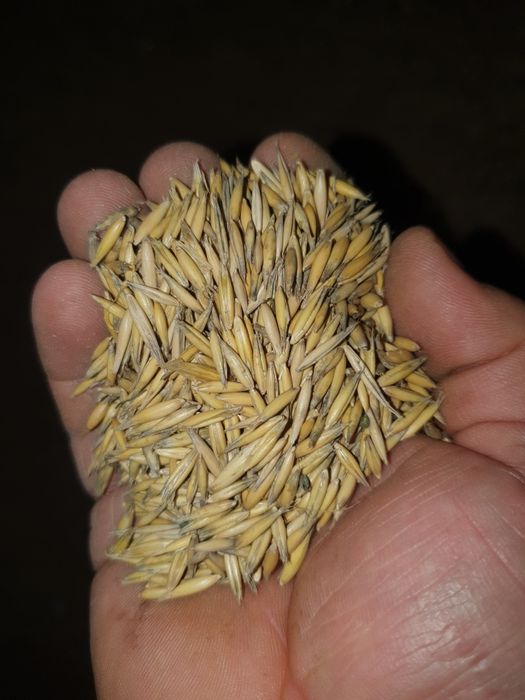 Grau,porumb,ovaz,orzoaica primavara,floarea soarelui,amestec cereale