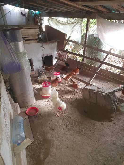 Cocoși și găinuțe de munte