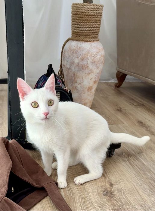 Кошечка Айси ищет семью. Стерилизована