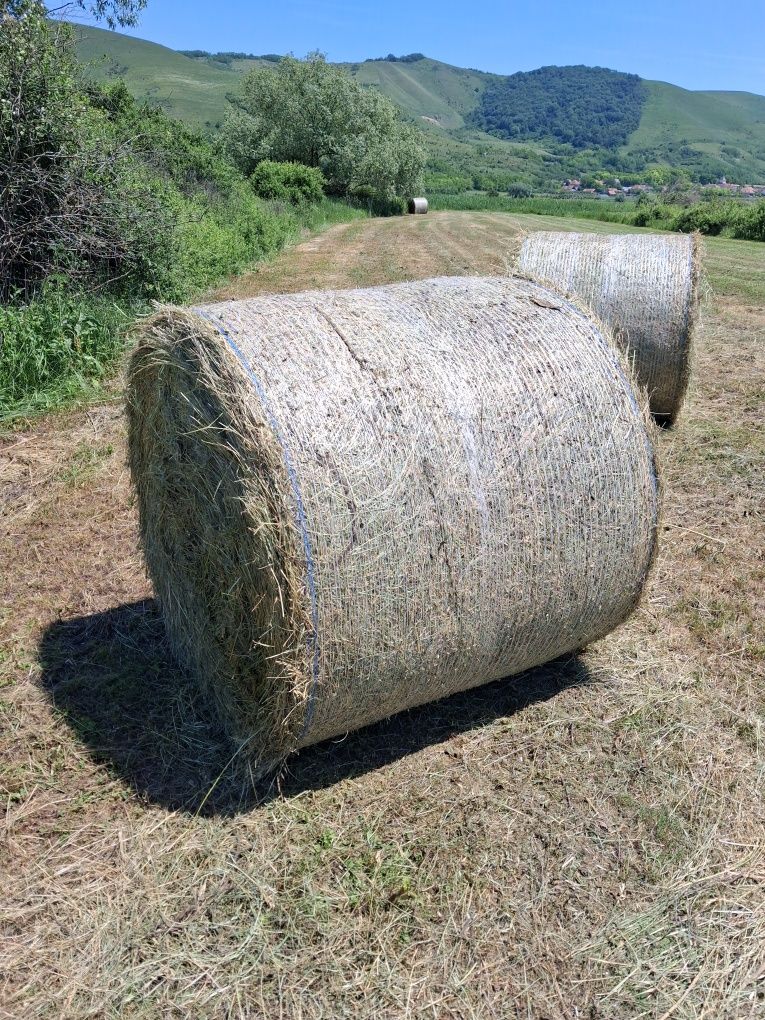 Baloți lucernă ...