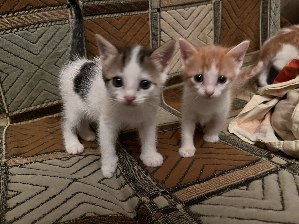 Отдам котят даром
