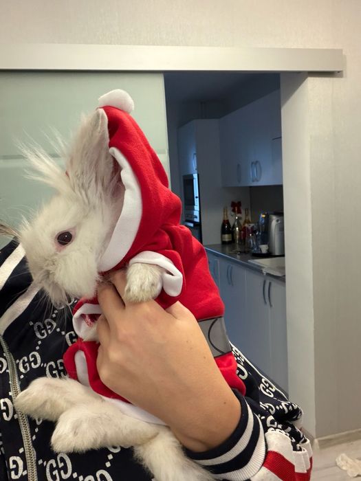 Cadoul perfect de Craciun  Iepure Pitic