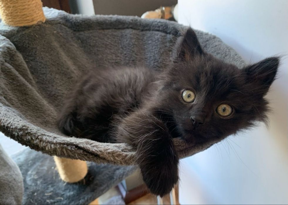 Norvegiana de Padure mascul