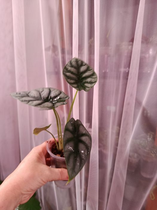 Большой выбор цветов .