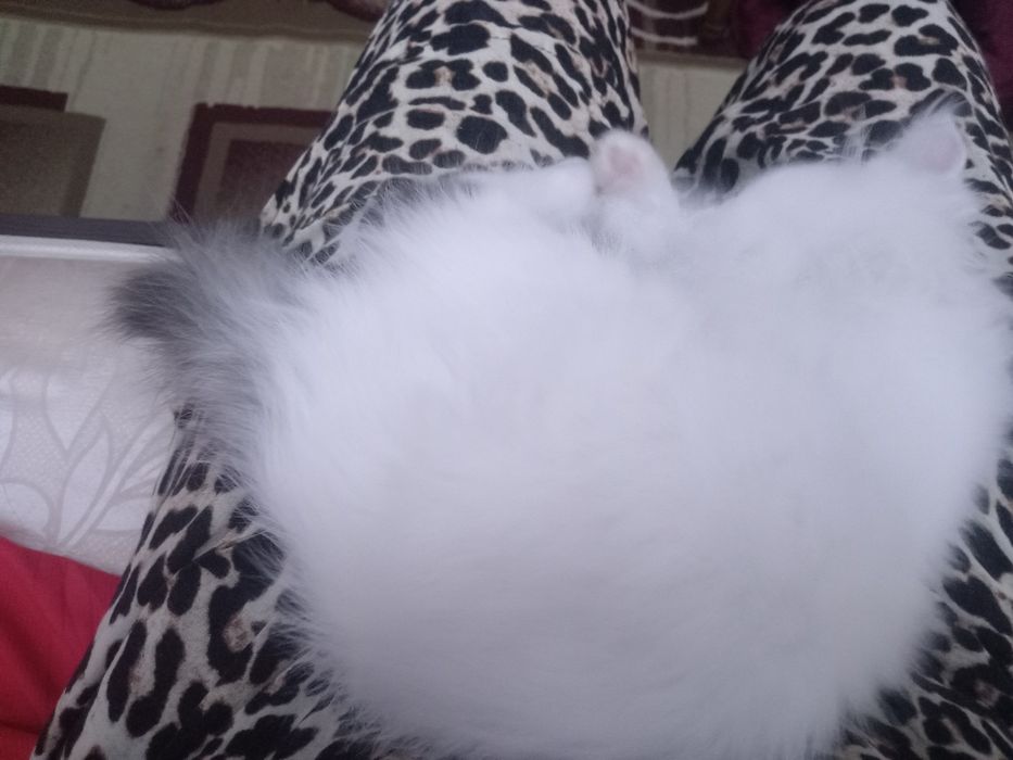 Mushuk bolasi uyda boqilgan.