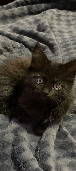 Отдам котят в самые добрые руки.