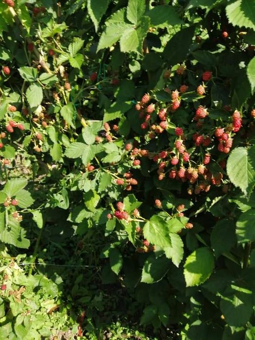 Butasi mure Arapaho, butasi cu mure gigant, fără spini
