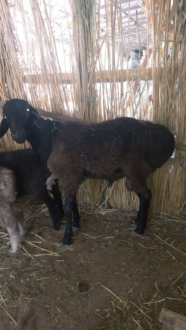 Баран(кошкар) очень упитанный 2,5 года