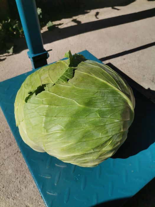 Varză Autum King