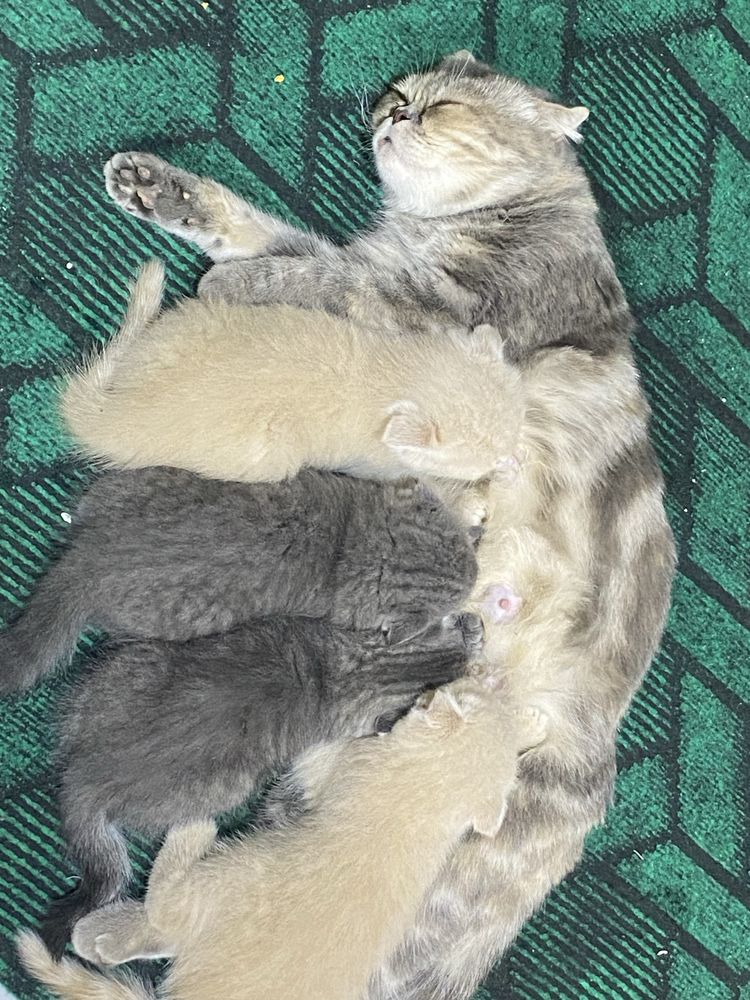 Продаю Котят шиншилла вислоухие