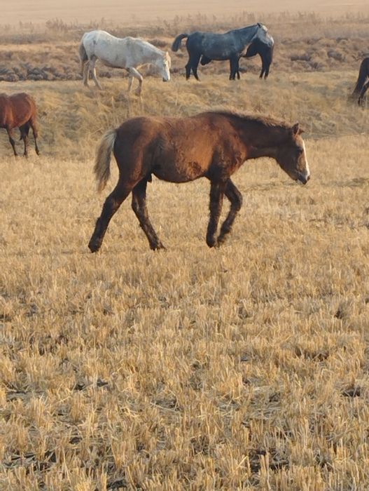 Продам жеребят жеребчики оба справные мощные