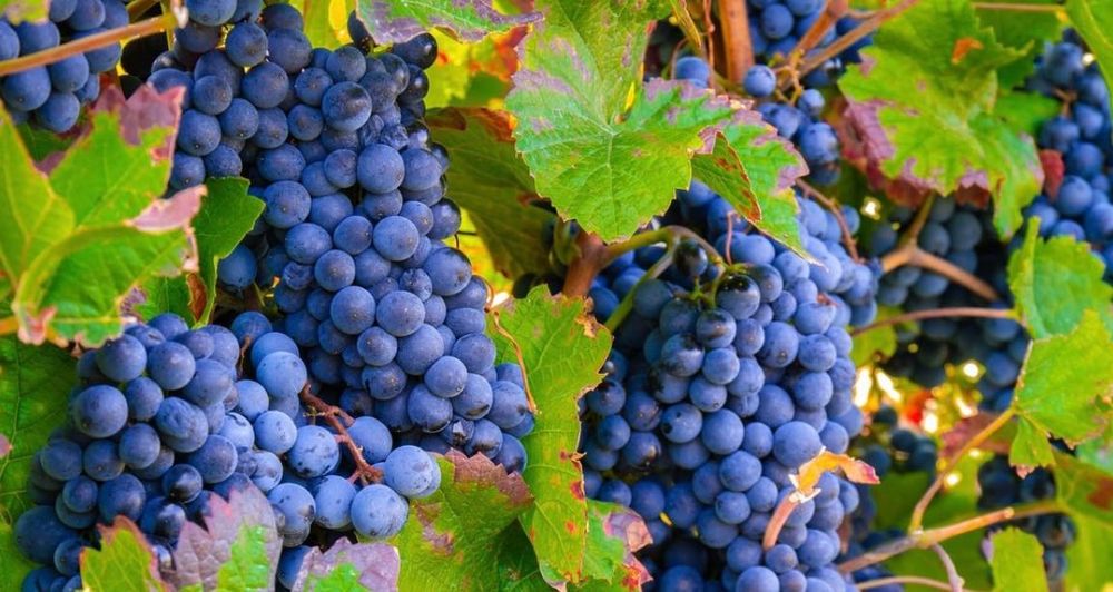 Strugurii de vin 2026