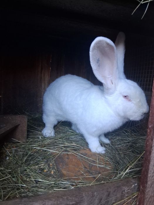 Vind 2 iepurite Urias German tatuat