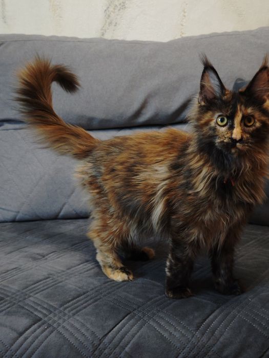 Мейн Кун девочки