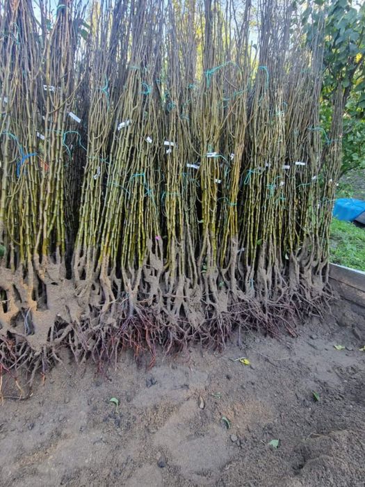 Vând Pomi fructiferi  anul 2