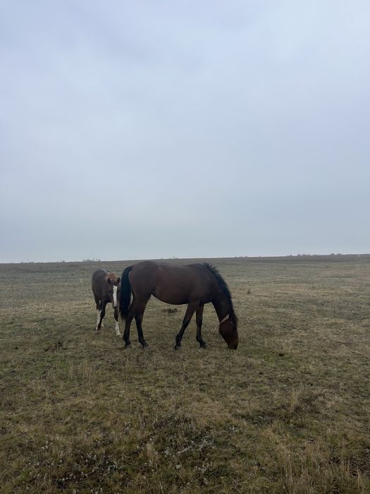 1 бас Көшім байтал сатылады