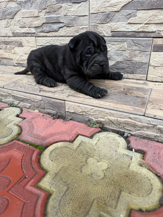 Fetita shar pei/sharpei