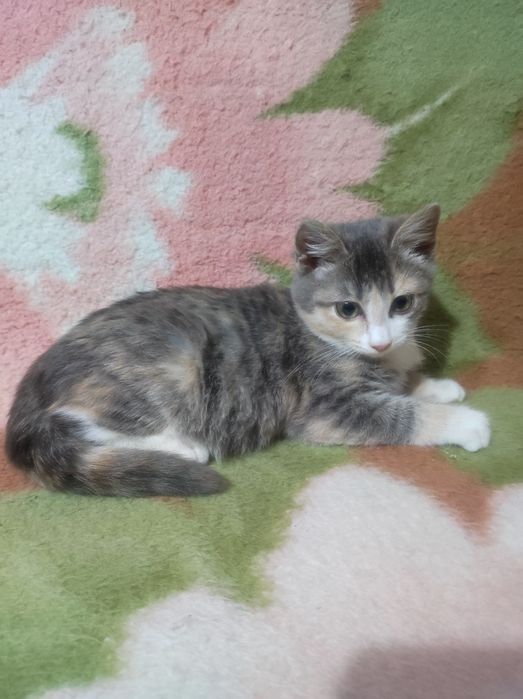 Котёнок 3,5месяца , девочка