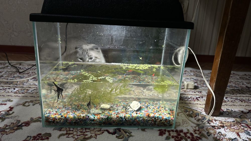 Обмен аквариум 20 литр