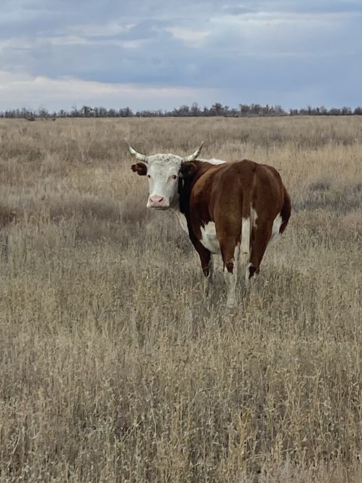 Продам корову мощная кысыр!