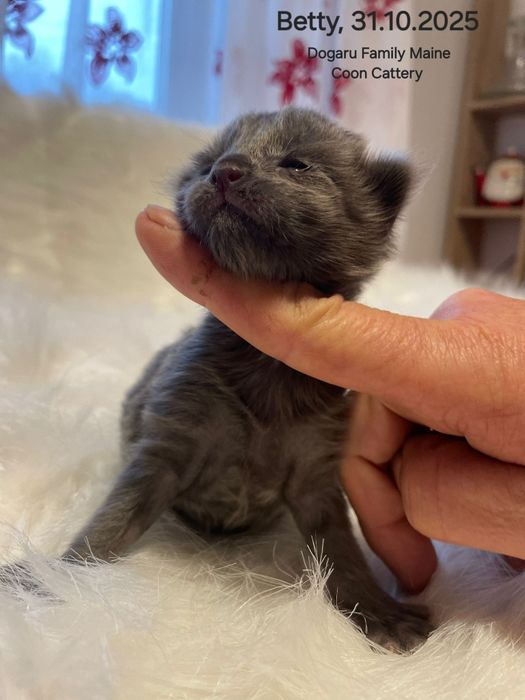 Fetiță Maine Coon Pedigree