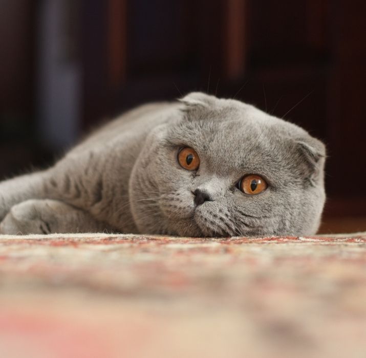 Вязка кота. Шотландская вислоухая кошка