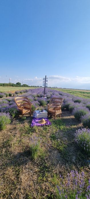 Tufa lavanda de 4 ani plantata