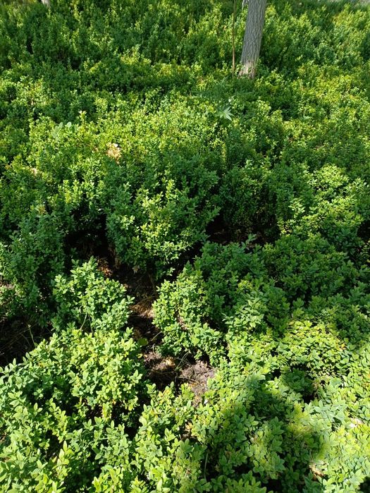 Gard viu Buxus globular