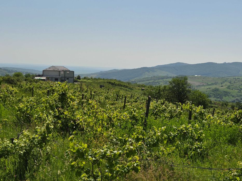 Teren intravilan Tomești-Goruni