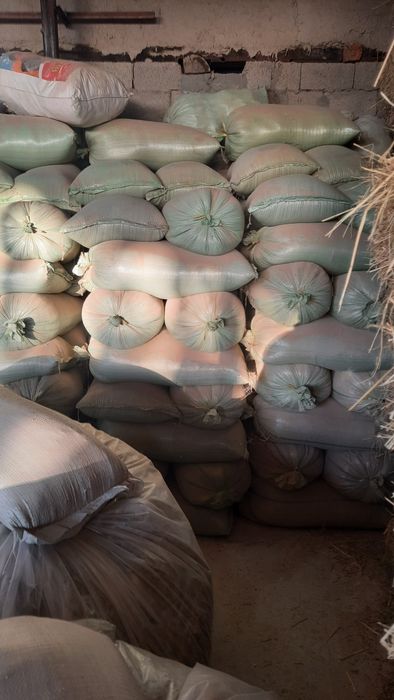 Бугдой месни сотилади