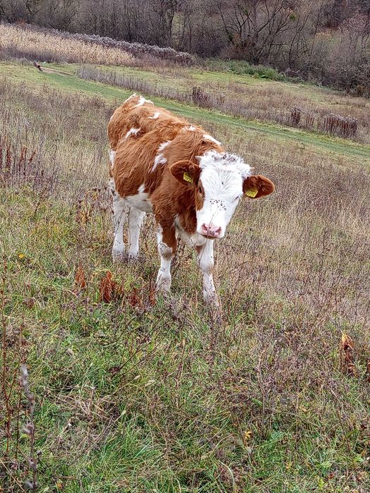 Vând vaca și două juninci