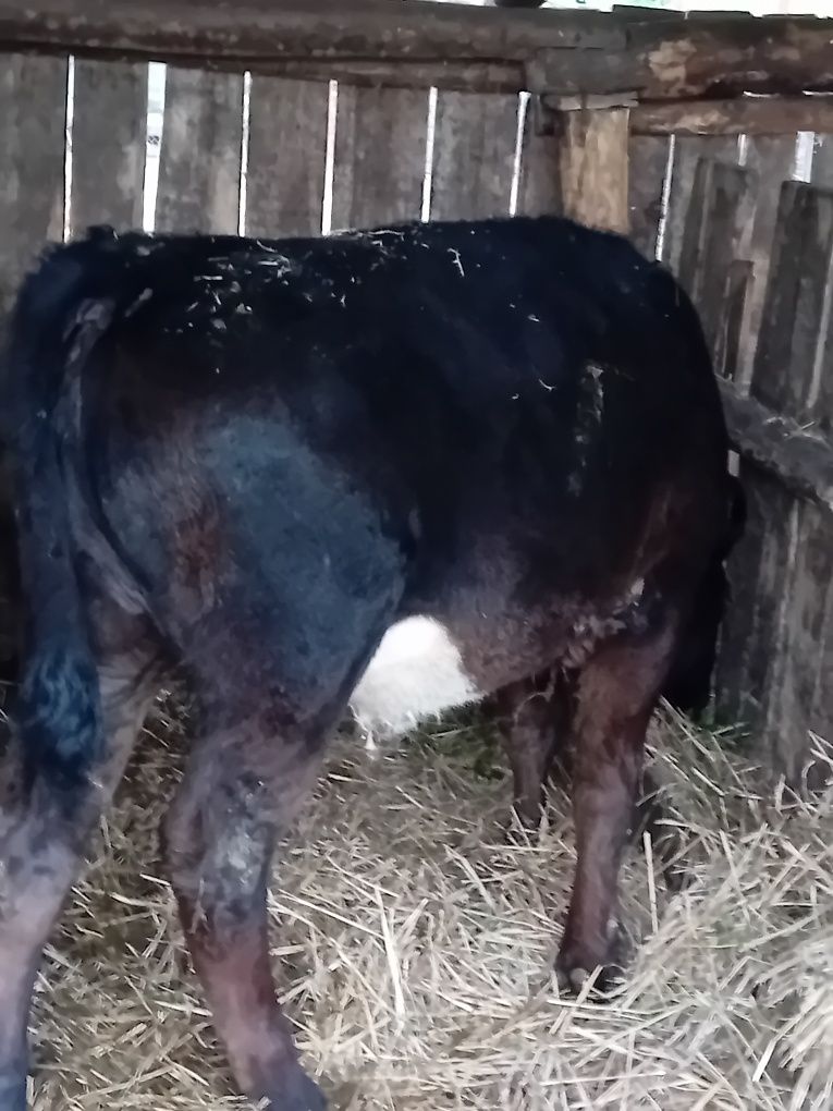 Vitea Angus sj Tauras Holstein