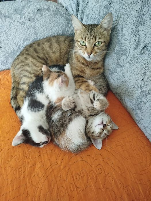 Отдам котят 1.5 мес в добрые руки. Обращаться по телефону,