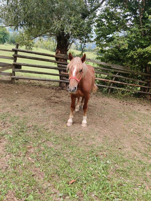 Manz de vnzare mai multe det la nr