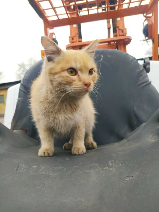 Рыжий кот , около двух месяцев. писать в вотсап.