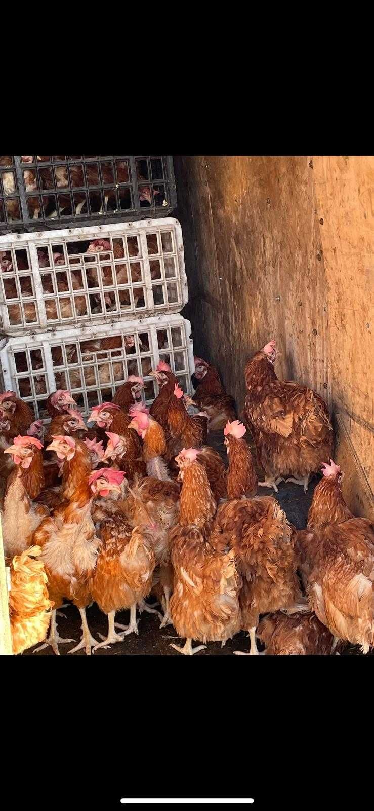 Găini ouătoare la angro facem reducerii
