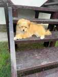 Cățelușă Pomeranian adorabilă de vânzare