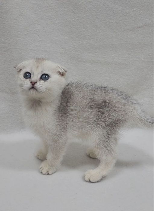 Скоттиш фолд серебристая шиншилла
